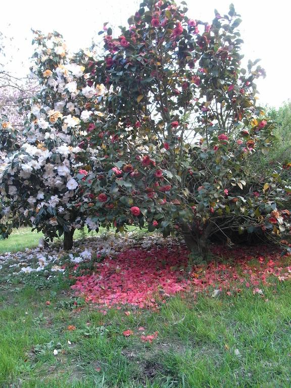 B&B Casa Passito Pavone Canavese Eksteriør billede